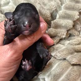Dax - Silver male Poodle puppy in Azle, Texas from Texas Kissed K9s