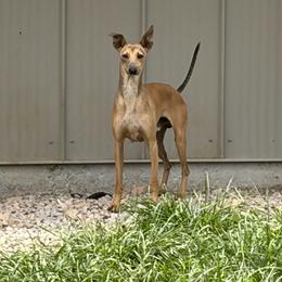 Odie - Italian Greyhound