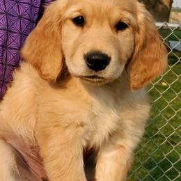 Golden Retriever Puppies from Lilac Acres