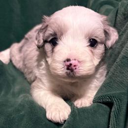 Opal - Blue merle female Aussiedoodle puppy in Missouri from Mini AussieDoodles on Meadow Lane