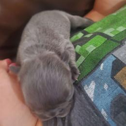 Sage - Blue female French Bulldog puppy in Stockton, Missouri from Willis Family Frenchies