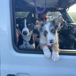 Border Collie Puppies from Cascade Sun Kennels