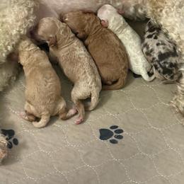 Female 1 - Buff female Cockapoo puppy in Dahlonega, Georgia from Loveable Cockapoos