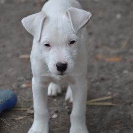 Jack Russell Terrier Puppies from Smokin Pistol Jack Russell Terriers