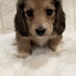 Boy 4 - male Dachshund puppy in Charleston, Illinois from Gooddach’s Dachshunds