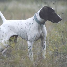 German Shorthaired Pointers from Hi-Tailyn Shorthairs
