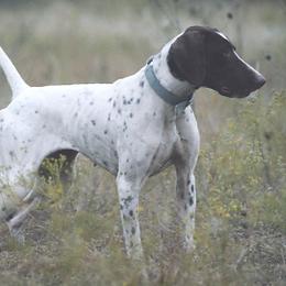 German Shorthaired Pointers from Hi-Tailyn Shorthairs
