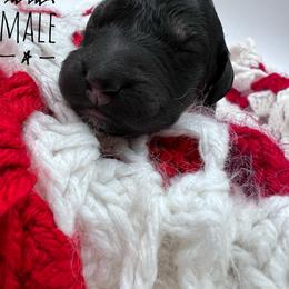 Goldendoodle and Poodle Puppies from Trammell’s Southern Pups