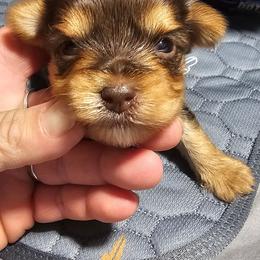 Bo - Chocolate and tan female Yorkshire Terrier puppy in Hamilton, Ohio from Purebred Yorkies of Ohio
