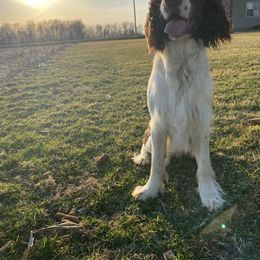 English Springer Spaniel Puppies from Hometown Springers