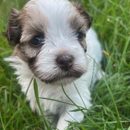 Coral - Cream female Havanese puppy in Ada, Michigan from ForestHillsHavanese
