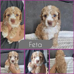 Feta - Golden female Cockapoo puppy in Zanesville, Ohio from Southtown Doodles LLC