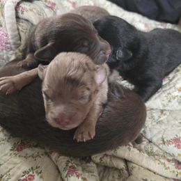 Evie - Red merle female Aussiedoodle puppy in Fort White, Florida from Sugar Camp Canine - Maxwell