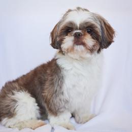 Shihpoo puppies from The Teddybear Shihpoo