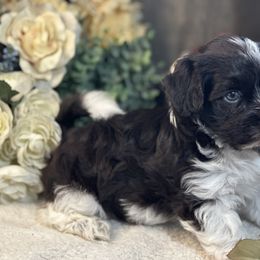 Havanese Puppies from Arabella Havanese