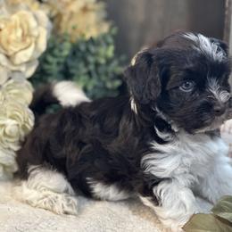 Havanese Puppies from Arabella Havanese
