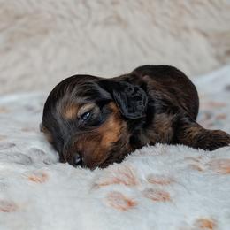 Apollo - Red male Dachshund puppy in Danbury, New Hampshire from Maplewood Mountain Farm