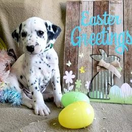 Dalmatian Puppies from Mid-Michigan Dalmatians