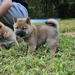 Lyra - Red female Shiba Inu puppy in Stanley, North Carolina from Yoru's Dojo Legacy