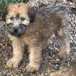 Flip Flop - Wheaten female Soft Coated Wheaten Terrier puppy in Gladewater, Texas from Felicias Swheaties