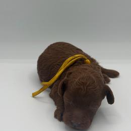 Acorn - Red  male Poodle puppy in Southampton, New Jersey from Lavishly Loved Pets LLC