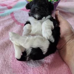 Glenn - Black and white male Havanese puppy in Cleveland, Texas from 7th Heaven Havanese of Texas