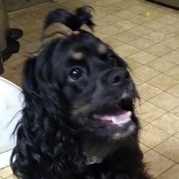 Cocker Spaniels from Rolo's Blended Blessings