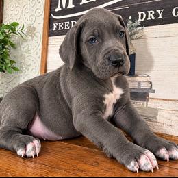 Kallick - Blue male Great Dane puppy in Carencro, Louisiana from Halsey Danes