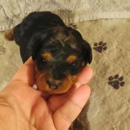 Girl two - Merle female Cavapoo puppy in East Providence, Rhode Island from Marta's Cavaliers