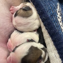 Bulldog Puppies from Heavenly English Bulldogs