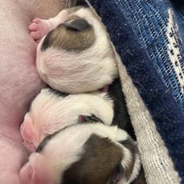 Bulldog Puppies from Heavenly English Bulldogs
