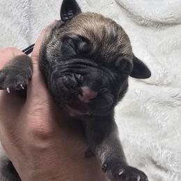 Blue Collar - Fawn male Cane Corso puppy in Granbury, Texas from La Muerte Corso Kennel