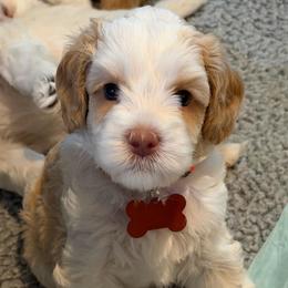 Ada - Apricot female Australian Labradoodle puppy in Mount Gilead, North Carolina from Tillery Labradoodles