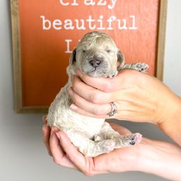 Carmelo - Cream female Poodle puppy in Murrieta, California from Apricot Poodles & Goldendoodles, LLC