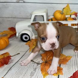 Boston Terrier Puppies from AC DC Boston Terrier’s