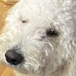 Aussiedoodles from Aussiedoodles in Dixie