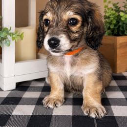 Orange collar male - Cream male Dachshund puppy in Wylie, Texas from Karas Royal Dachshunds