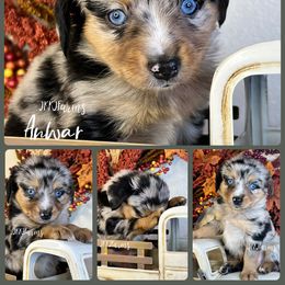 1 - Anwar - Blue merle male Miniature American Shepherd puppy in Huntington, Texas from JKKJ Farms