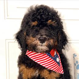 Betsy - Curly Coat - Tri-color female Bernedoodle puppy in Beecher, Illinois from Erica’s Doodles