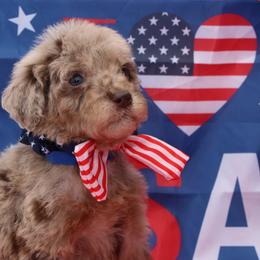 Star - USA 250th Litter - Merle female Goldendoodle puppy in Westminster, South Carolina from Goldendoodlepuppiessc