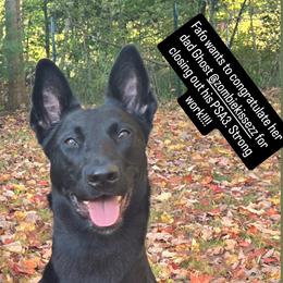 Fafo - Dutch Shepherd