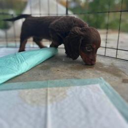 Dachshund Puppies from Shelby Stewart