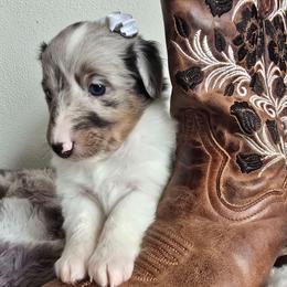 Cookies and Cream - Blue merle and white female Shetland Sheepdog puppy in Wapello, Iowa from Willow Rayne shelties and more