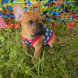 Blaze - Fawn male French Bulldog puppy in Morrow, Ohio from Frenchie-Club