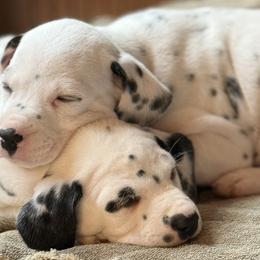 Dalmatians from Storm & Blue's Dalmatian Pups