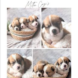 Girl 3 - White and red female Pembroke Welsh Corgi puppy in Milton, Florida from Milton Corgis