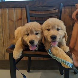 Australian Shepherd and Golden Retriever Puppies from Happy Valley Farms