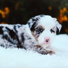 German Shepherd and Sporty Mix Puppies from Savage K9 Kennels