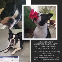 Leo - Boston Terrier