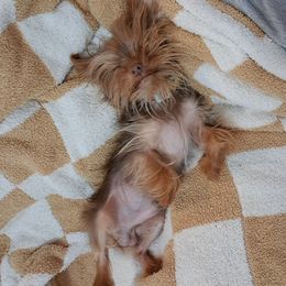 Yorkshire Terrier puppies from Loving Laps (Yorkies raised right )